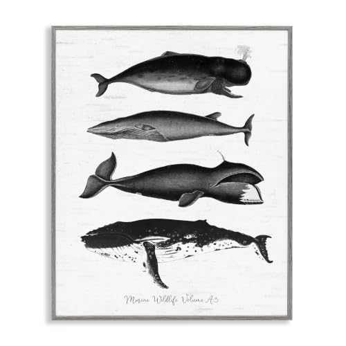 Whales Drawings Diagram Nautical, 24 x 30 Inch Framed Giclée Print