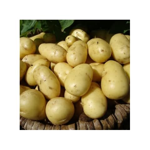 Second Early Seed Potatoes Charlotte- Organic Variety Seed Potatoes,X20 Tubers for Planting, Winner of The RHS Award of Garden Merit (AGM) Cover
