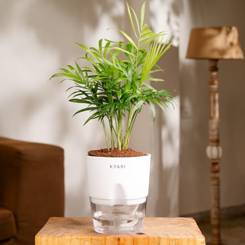 KYARI Chamaedorea palm Indoor Plants for Living Room | Live Plants | Plants with White Self Watering Pot for Home | Air purifier plants | Plants for Home Decor | Plants for Garden & bedroom (B0D5CNVBKT) Amazon Price History, Amazon Price Tracker