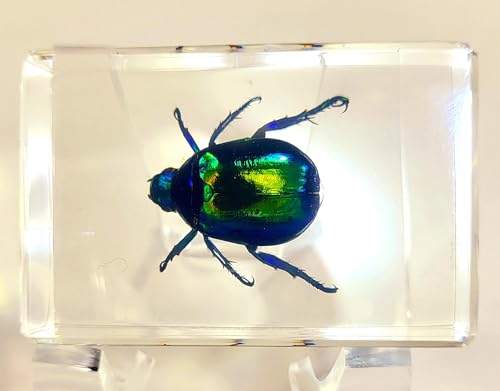 Image of 44mm Real Colorful Scarab Beetle in Crystal Clear Lucite Resin Crafts Specimen Preserved Various Animal Insect Bug Taxidermy Collection for Biology Science Education & Desk Ornament Display Supplies