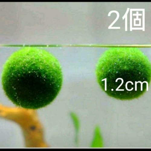 国産マリモ 約１.2cm 2個 癒しのマリモ無農薬のサムネイル