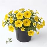 calibrachoa yellow deep j | mini petunia gialla | pianta fiorita in vaso 18 cm | pianta ornamentale per balcone, davanzali, terrazzo e giardino | fioritura primaverile estiva