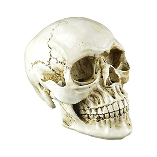 Calavera de resina TOYANDONA para decoración de Halloween en salones y estanterías