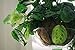 Curtis Wagner Plastics Wire Coco Hanging Basket Drip Pans (5-Pack) | Clear, Round (12” - 14