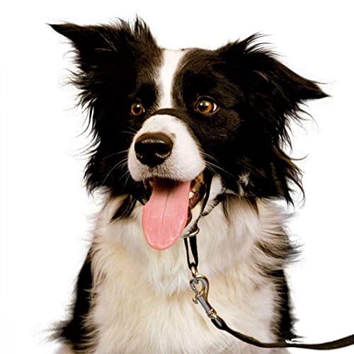 No Pull Dog Collar Gentle Head Collar Leadership Training Guide - Stop Pulling And Choking Walks(L) #TOP1