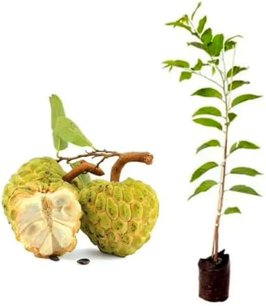 Genérico, Muda de Pinha 20 a 40cm AMK - Plantas Online