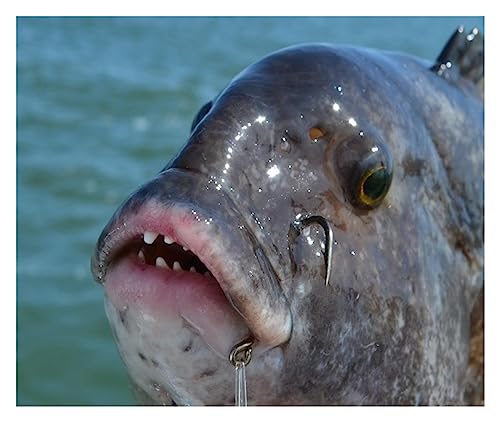 Hameçons d'eau salée en acier inoxydable pour poisson-chat taille 6-12