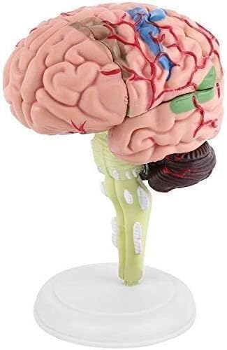 Model anatomiczny człowieka ludzki mózg anatomiczny model pomoce dydaktyczne model anatomiczny organy nauka edukacja edukacja 1 szt