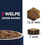 Eukanuba Welpenfutter getreidefrei mit Fisch für große Rassen - Trockenfutter ohne Getreide für Junior Hunde, 3 kg
