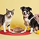Gjinxi 6 Stück Katzenlöffel, Katzenfutter Löffel Edelstahl Haustier Futter Löffel Tierfutter Hundelöffel Dosenlöffel Langer Griff Konservenlöffel Futterlöffel zum Füttern von Nassfutter für Haustiere