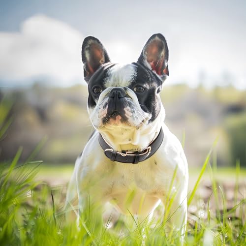 HEELE Hundehalsband, Halsband Leder mit gepolstert und echtes Leder, Verstellbar für Welpen Kleine Mittel Grobe Hunde, Schwarz, M