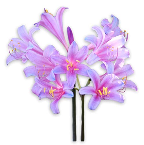 Pink & Blue Lycoris Electric Blue Sprengeri | Striking Pink & Blue Blooms - Surprise Lilies - 1 Large Flower Bulb for Planting - 12+ cm Bulb | Ships From Easy to Grow