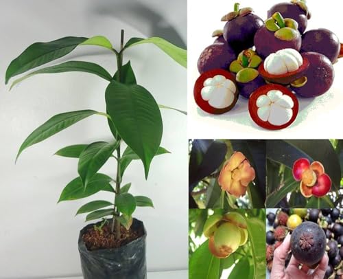 MANGOSTEEN FRUIT PLANT OUTDOOR GARDEN LIVE ORGANIC GRAFTING TREE HYBRID