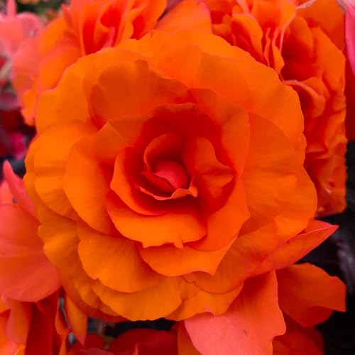 Begonia Orange Double - Summer Flowering Garden Bulbs - Live Outdoor Plants for Pots & Borders - Perfect for UK Gardens (6 Bulbs)