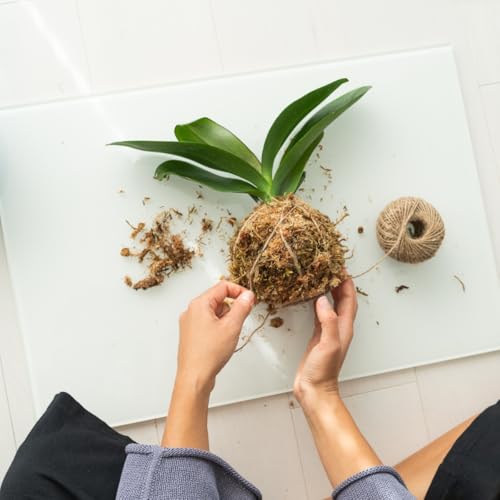 Musgo Sphagnum 40g Substrato Natural para Orquídeas Plantas Carnívoras e Decoração Alta Absorção e P