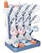 Baby Bottle Drying Rack, Vertical Bottle Rack Dryer Space Saving Bottle Drying Rack Countertop Organizer with Brush Holder for Bottles & Baby Accessories Pacifiers and Pump Part- BPA-Free(Blue)