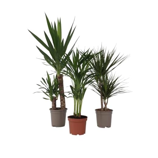 Plant in a Box - Palmiers d'intérieur XL- Mélange de 3 plantes - Plantes vertes d'intérieur - Palmiers - Areca, Dracaena, Yucca - Pot 17cm - Hauteur 70-90cm