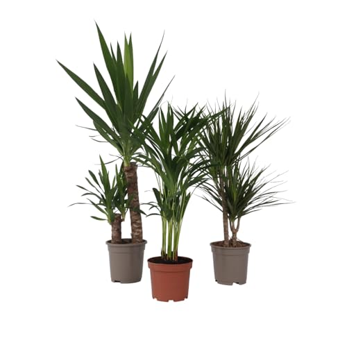 Plant in a Box - Zimmerpflanzen XL - 3er Mix - Palme - Areca, Dracaena, Yucca - Grüne Zimmerpflanzen - Topf 17cm - Höhe 70-90cm