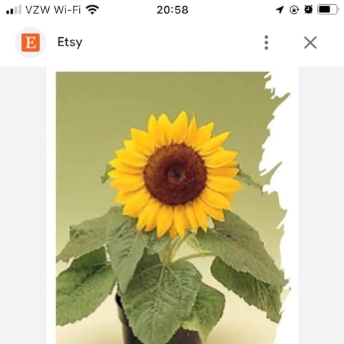 A fun challenge for you guys.