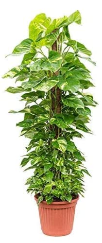 Houseplant - Devil's Ivy - Scindapsus Aurea Moss Pole- 1m Pole