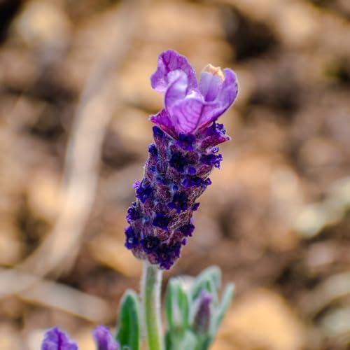 Lavender French Lavender Seeds Ã¢â‚¬â€œ Unusual Sc