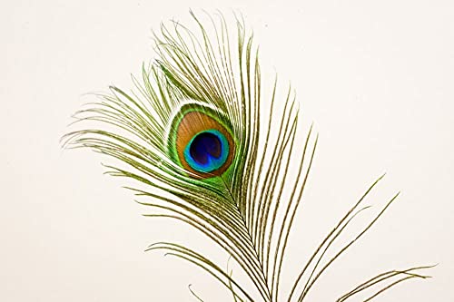 Uphaar Natural Peacock Feather 24 Inch | Mor Pankh | Real Peacock | Feather Tails for Home Decor Full Length | Good Luck Art and Craft & Worship | Pack of 10