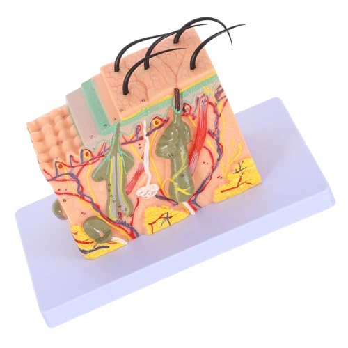 LIFKOME Modelowanie Anatomii Kolorów Do Nauki Modelowania Skóry Człowieka Zestaw Do Nauki Anatomii Skóry