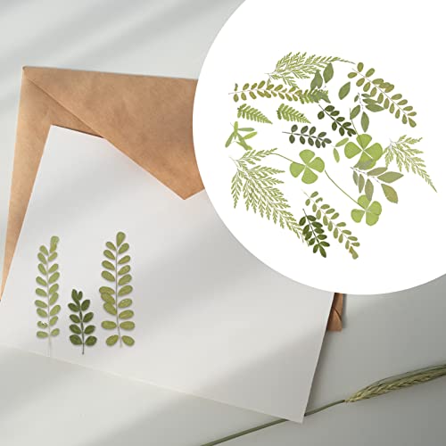 TEHAUX 4 Unidades 1 Material De Gravação De Flores Secas Scrapbook Folhas Prensadas DIY Artesanato F