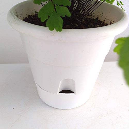 Amazon｜アジアンタム：フラグランス5号鉢植え[フレグランス 涼し気な