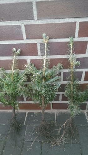 10st. Colorado-Tanne Abies concolor 20-40cm Wurzelware Weihnachtsbaum Gestecke Colorado-Tanne Nadelgehölze