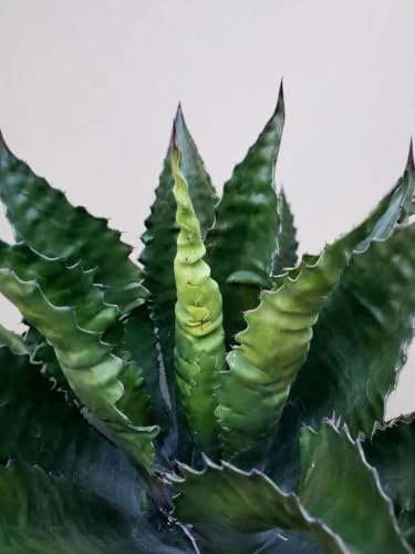 ドライガーデン 植物 サボテン」の人気商品一覧・価格比較 - 価格.com