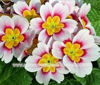 19: 100 Teile/beutel Multicolor Primula Samen, Blumen Samen Semillas De Flores 24 Farben Primel Bunte Blumen Woodland: Only Seeds