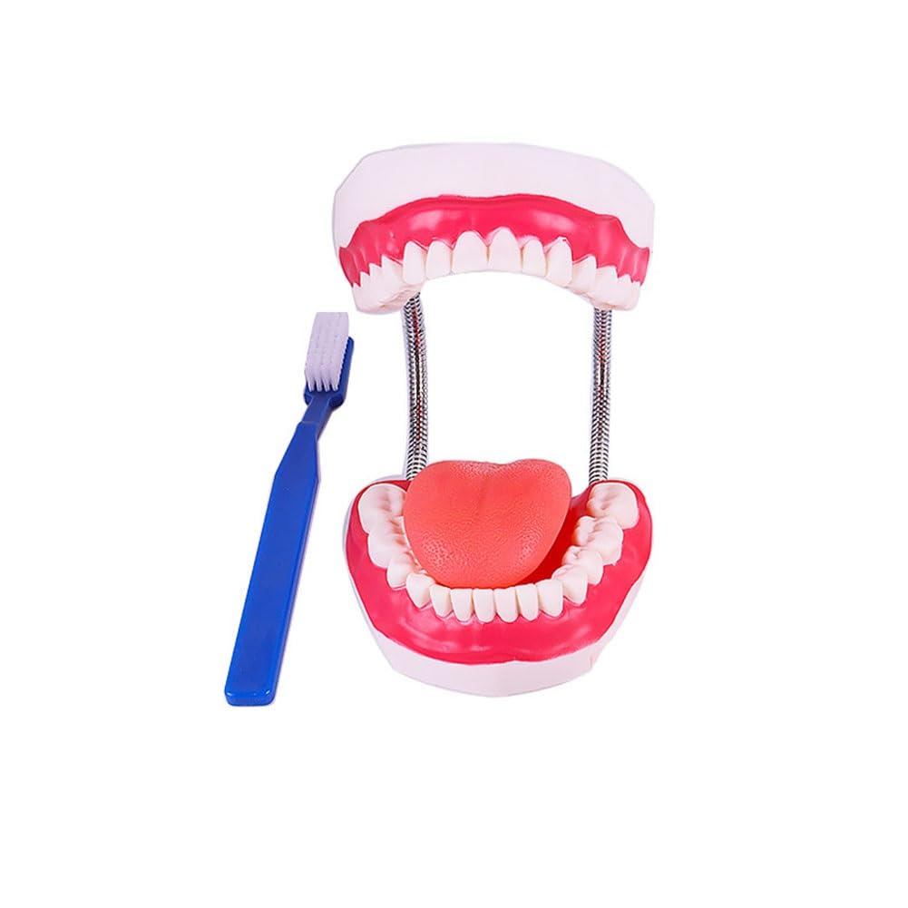 Modello for la cura dei denti dentali, Modello for la cura dei denti for l'igiene orale con spazzolino gigante, Modello dimostrativo dentale for bambini, Strumento didattico for la logopedia for spieg