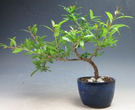 Amazon.co.jp: 姫ザクロの鉢植えミニ盆栽（10004229）【現品】 : DIY