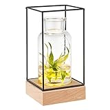 EMPFEHLEN SIE IHRE BLUMEN - Ihre Blumen ziehen mehr Aufmerksamkeit auf sich, wenn die Lichter von unten nach oben auf die Blumen scheinen. Machen Sie Ihre Rosen, Tulpen, Chrysanthemen, Nelken oder Wasserpflanzen zu etwas Besonderem!