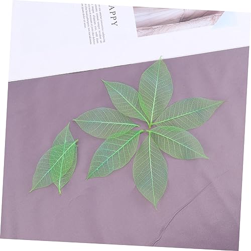 PRETYZOOM 50 Peças De Folhas De Scrapbook Naturais Folhas De Esqueleto Enfeites De Flores Folhas Sec