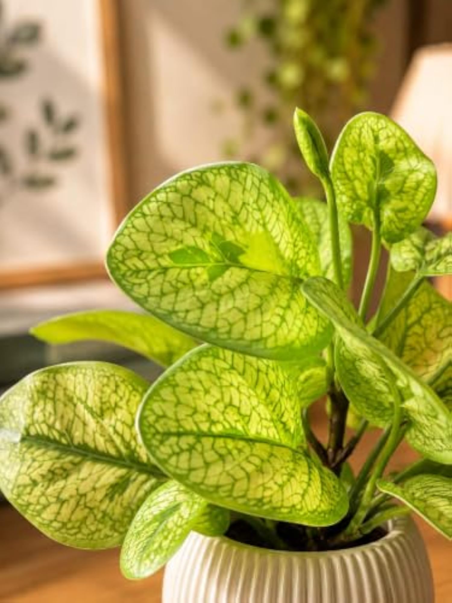 Artificial Pothos Plant in White Ribbed Ceramic Pot