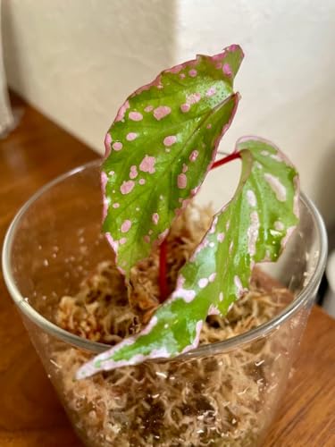 Begonia Crazy pink ����x�S�j�A �N���C�W�[�s���N