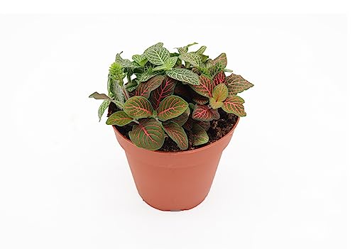 Multicolor Fittonia Plant -4' from California Tropicals