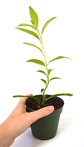 9Greenbox - Night Blooming Jasmine - 4'' Pot Live Plant Ornament Decor For Home, Kitchen, Office, Table, Desk - Attracts Zen, Luck, Good Fortune - Non-Gmo, Grown In The Usa #TOP5