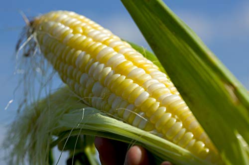 Serendipity Hybrid (Triplesweet) Corn Seeds