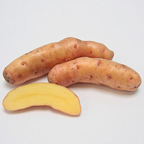 Gärtner Pötschke Kartoffel Bamberger Hörnchen, 1 kg
