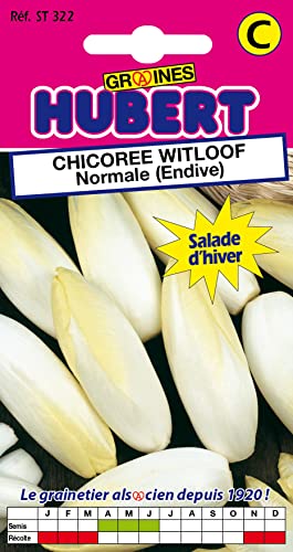 Graines de Chicorée Witloof Normale (Endive) - 3 grammes