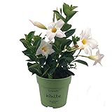 Dipladenia con Flores Blancas - Mandevilla Hybrida - Planta Trepadora Decorativa de Exterior