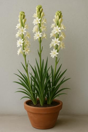 Image of Live Green Flower Bulb Tuberose /Rajnigandha Single /Double Petal Fragrance For Home Gardening (Pack Of 10 Bulbs + 1 Free Bulb)