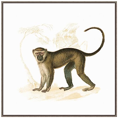 Amanti Art Framed Canvas Wall Art 30x30 Golden Monkey by Wild Apple Portfolio, Framed Wall Art Canvas, Animals Artwork, Country Rustic Decor, Large Poster Painting for Living Room, Bedroom, Bathroom,