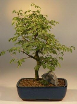 Bonsai Boy's Brazilian Raintree Bonsai Tree Large<i>(pithecellobium tortum)</i>