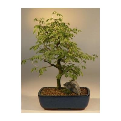盆栽 brazil Brazilian Rain Tree – *Wigert's Specimen Tree* – Wigert's Bonsai