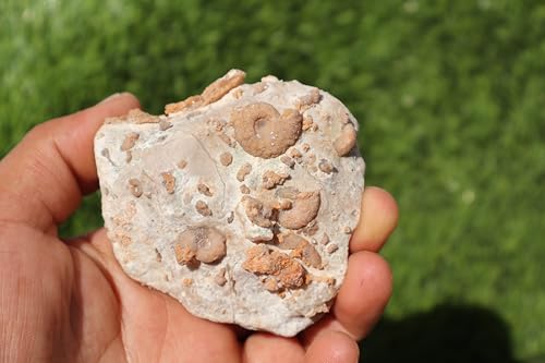 Image of Ammonites & Gastropods Plate Cretaceous Fossils Fossils from Morocco Fossil Rock ammonites Fossil from Morocco A121