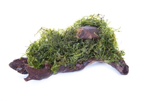 Lincolnshire Pond Plants Ltd - Java Moss Growing on Bogwood *Vesicularia DUBYANA* Live Plants